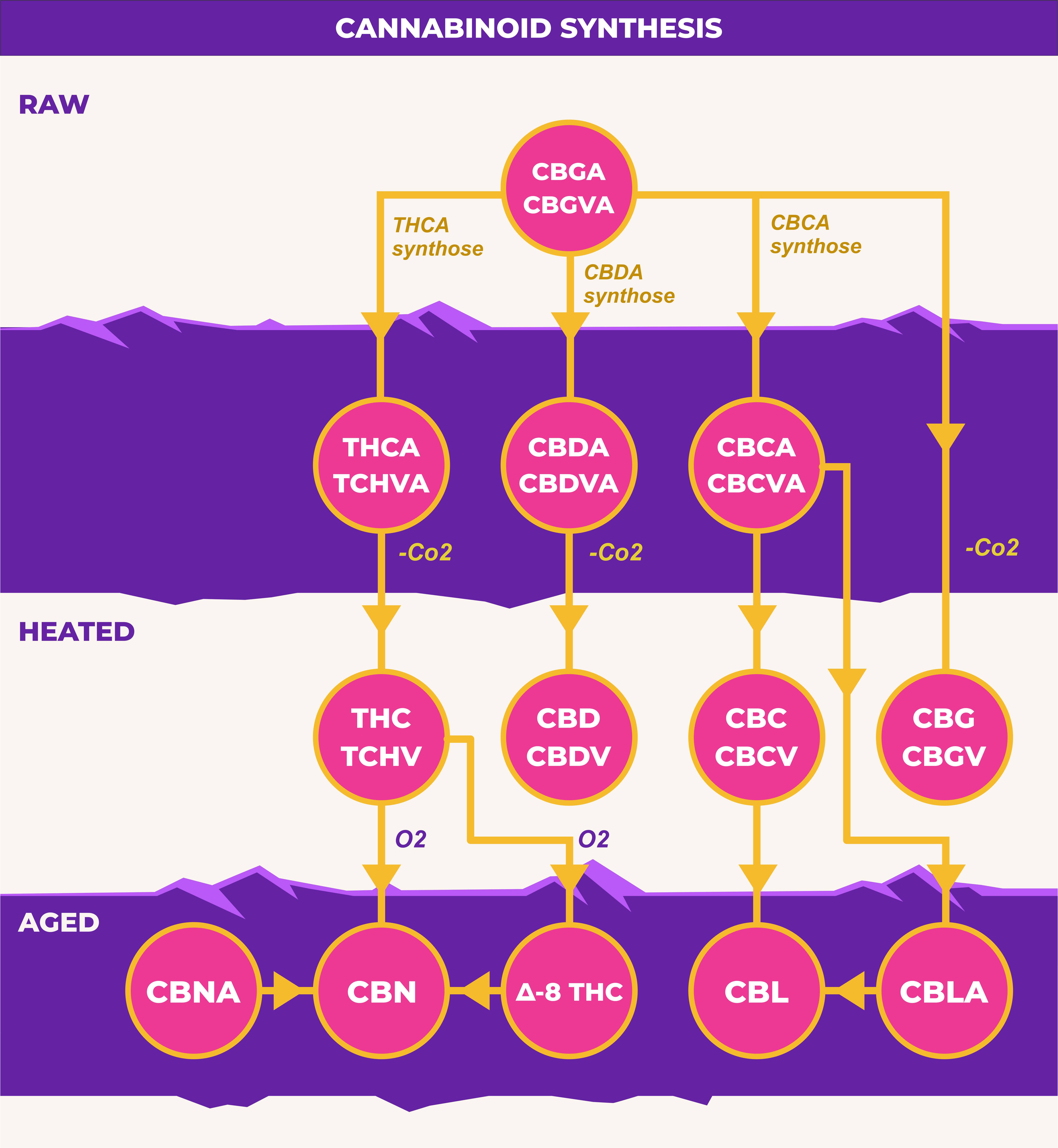 Cannabinoids CBG Seeds