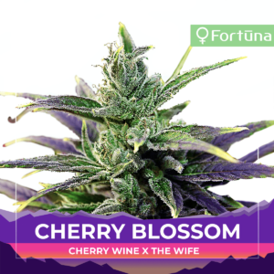 cherry-blossom-feminized-hemp-seeds-1200x-c