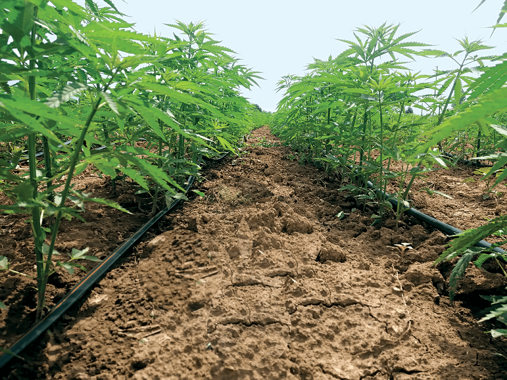 Hemp Farm Using Drip Irrigation For Hemp Crops