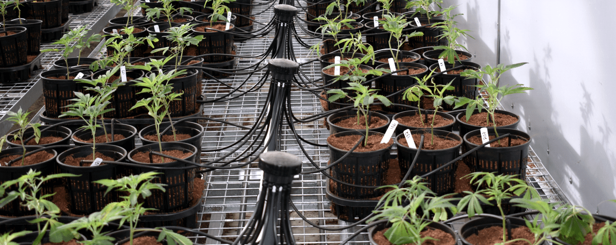 Healthy Hemp Drip Irrigation Manifold Systems