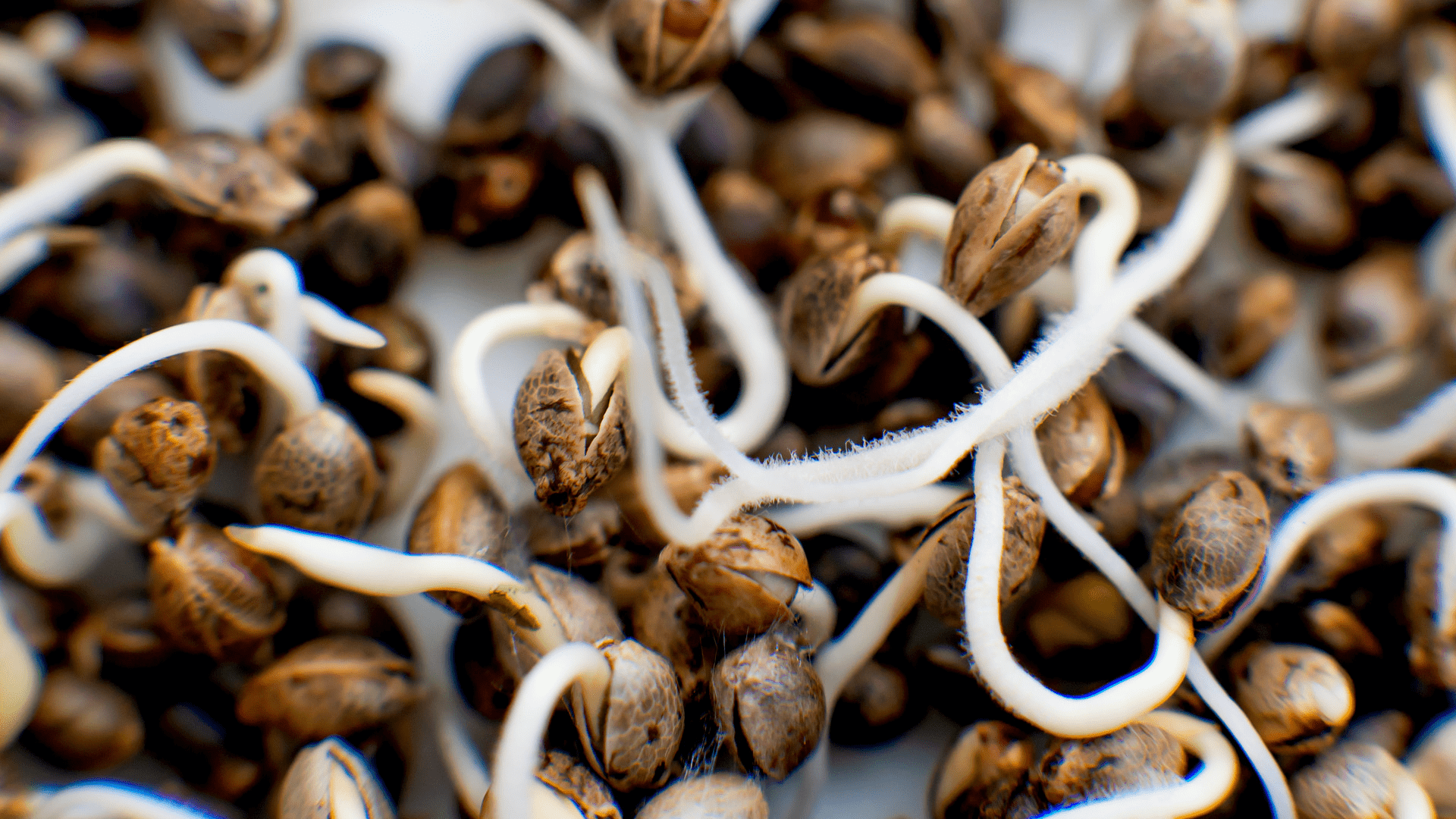 Hemp Seeds Germinating Paper Towel