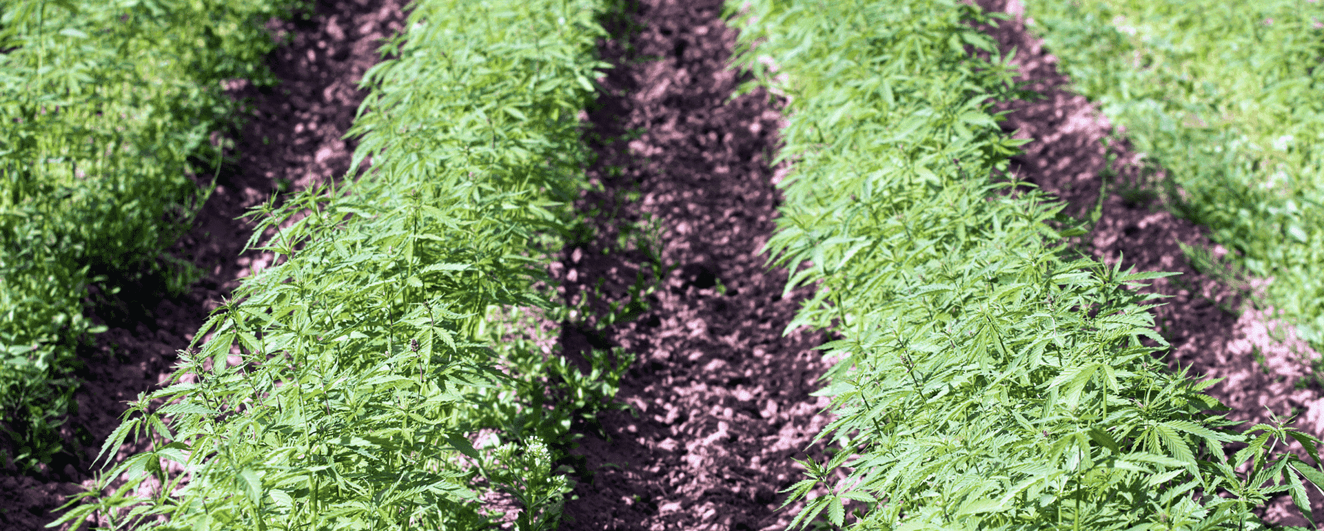 Healthy Hemp Crop Irrigation