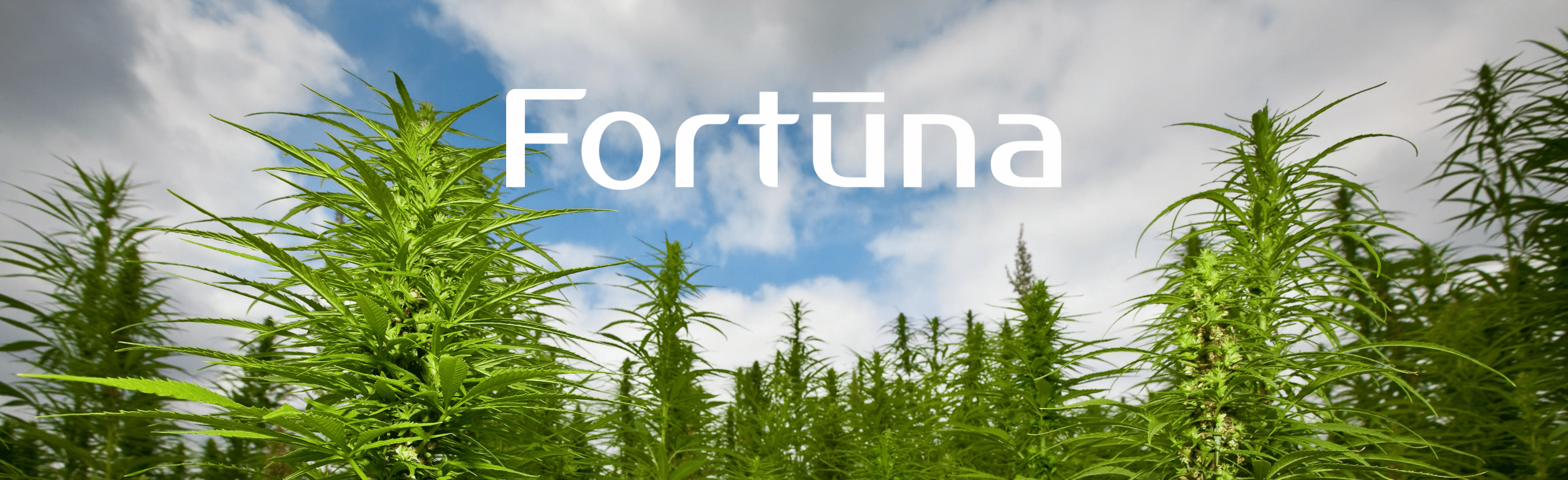 Cherry HD Seeds - Colorado Cherry x BaOX Feminized Hemp Seeds - Fortuna Hemp Titan Feminized CBD Hemp Seeds - Growing