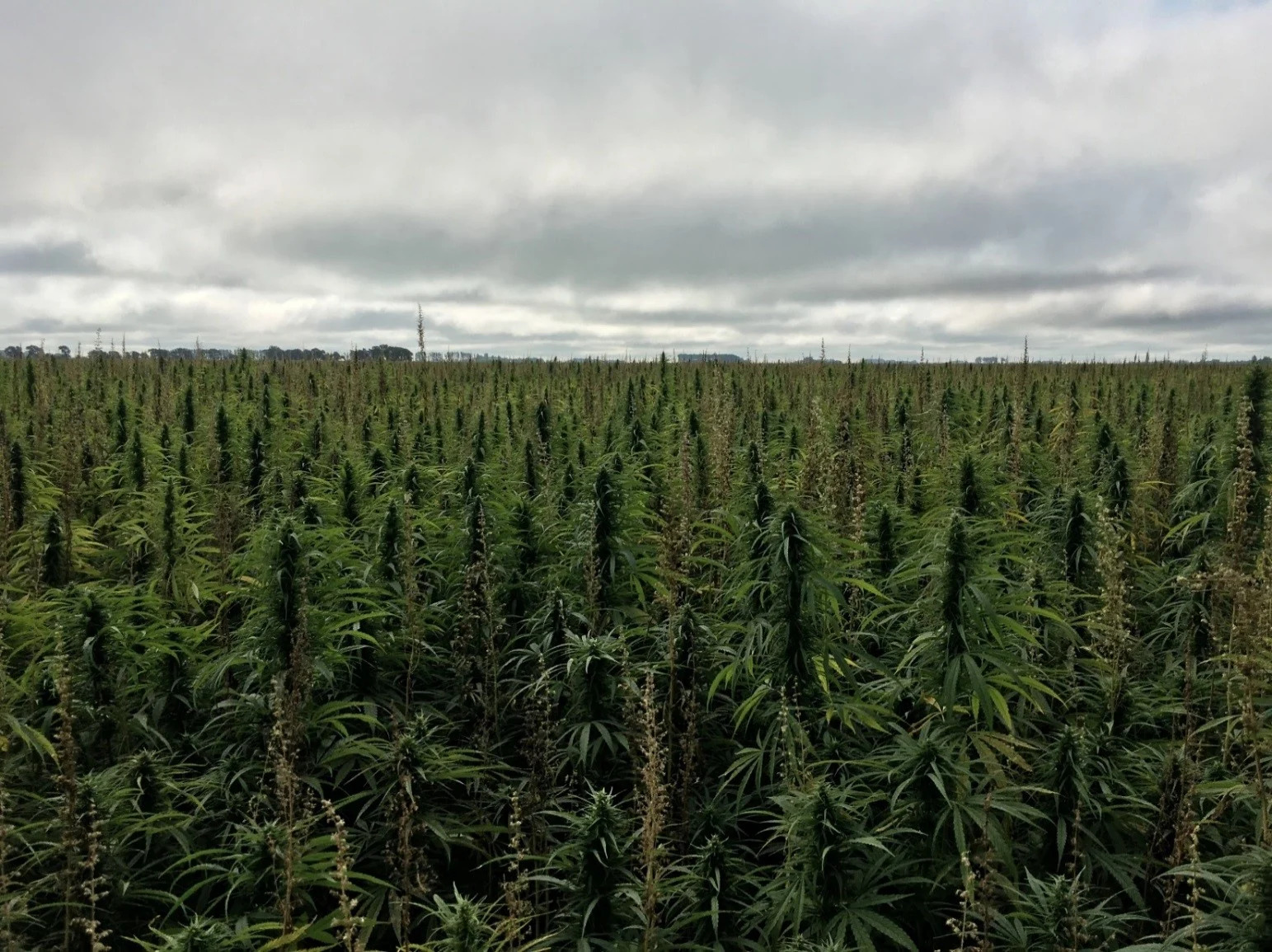 Hemp Transplanted Outdoors From Seedlings