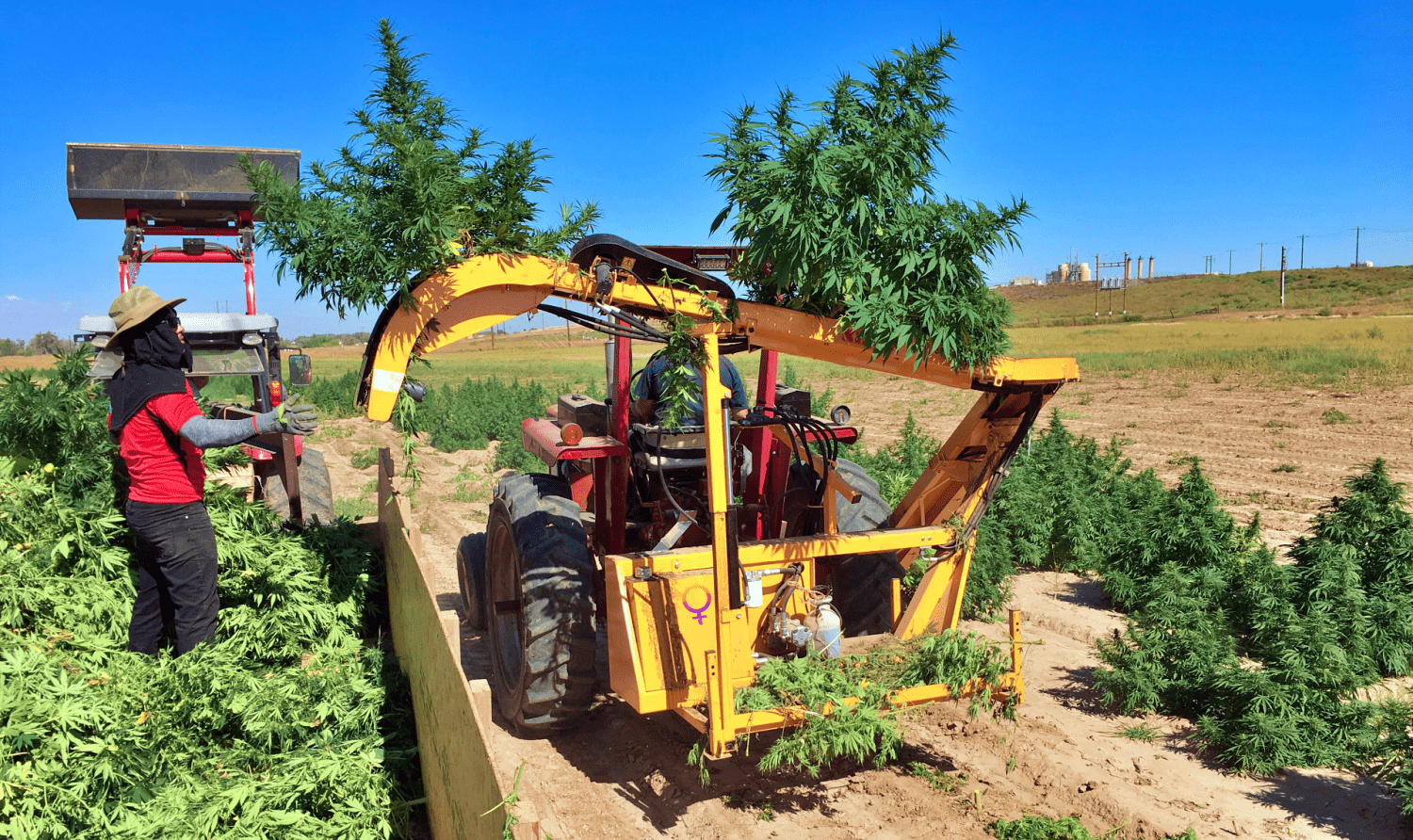 The Triminator - Harvesting Hemp