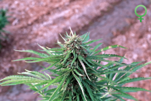 baox-hemp-seeds-female-c-768x512
