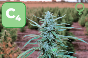 c4-hemp-strain-feminized-seeds-fortuna-c