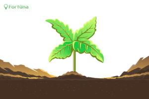 cbd-hemp-seedlings-c