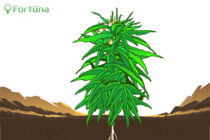 feminized-hemp-seeds-flowering-c