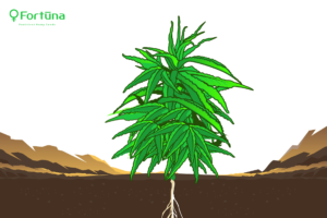 feminized-hemp-seeds-veg-stage-c