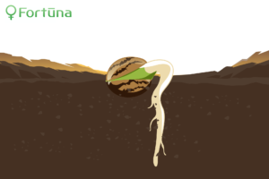 germinating-feminized-cbd-hemp-seeds-c