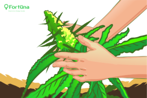 harvesting-cbd-hemp-seeds-c