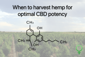 harvesting-hemp-for-optimal-cbd-high-1500px-c-300x200