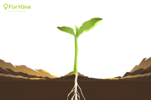 sprouting-hemp-seeds-c